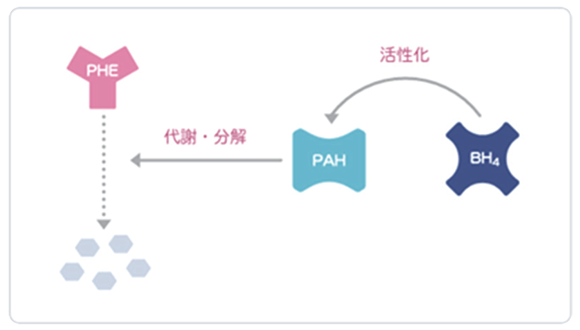 正常なフェニルアラニン（Phe）の代謝・分解